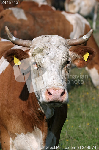Image of Portrait of white brown cow 