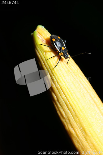 Image of Insect on top of yellow plant stalk