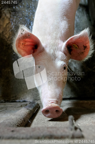 Image of Portrait of a pig