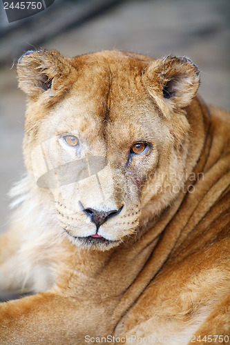 Image of 	Female lion portrait