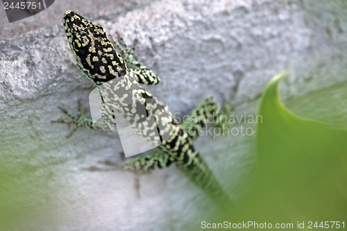 Image of Lizard 