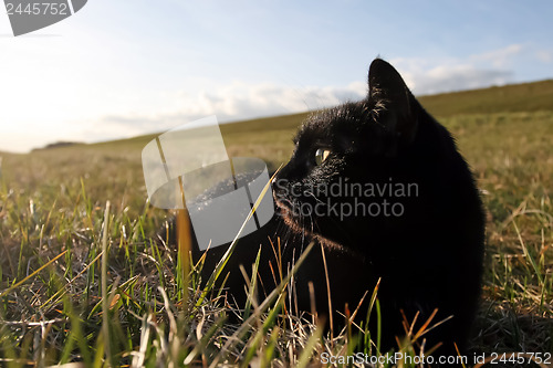 Image of 	Black cat in the grass