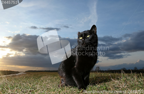 Image of 	Black cat