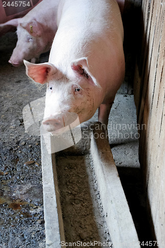 Image of Pigs in the piggery