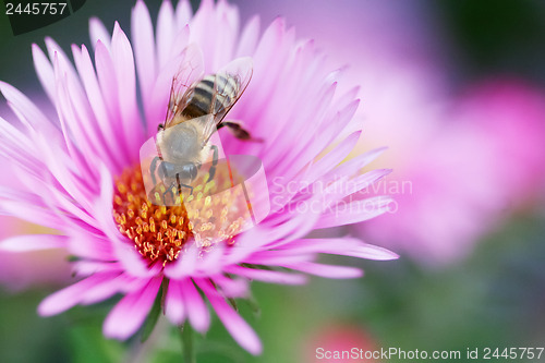 Image of Bee colecting pollen 