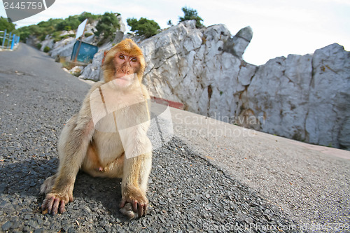 Image of Gibraltar Monkey sitting on the road