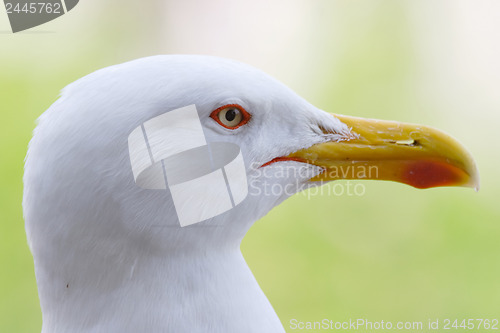 Image of Head of seagull 