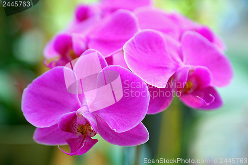 Image of Violet orchid 