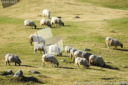 Image of 	Sheep
