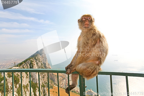 Image of Gibraltar Monkey posing on the fence