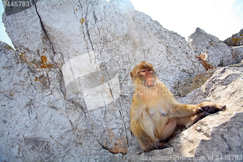 Image of The monkey is sitting on the rocks