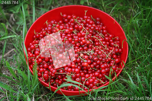 Image of Currants in a bowl on the grass