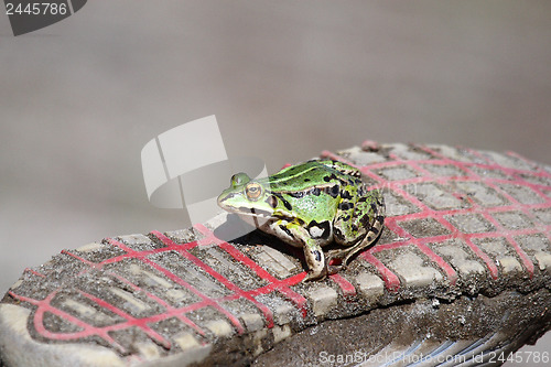 Image of 	A Green frog on a tennis shoe