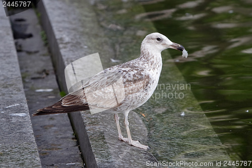 Image of 	Young seagull