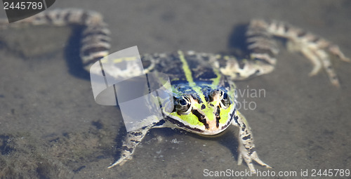 Image of 	Edible green frog floats on water