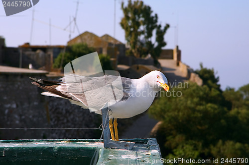 Image of Seagull looking at the camera 