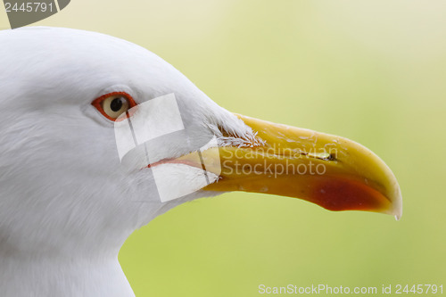 Image of Seagull Beak