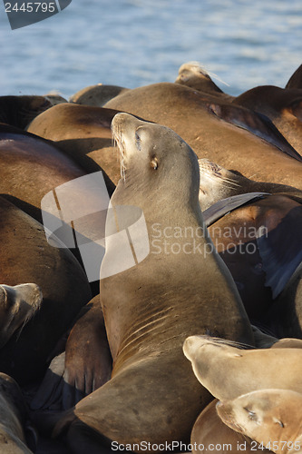 Image of 	Sea lion
