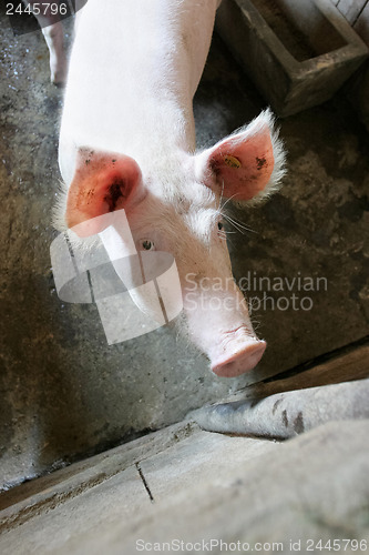 Image of Pig