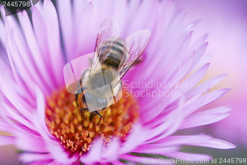 Image of Bee on a beautiful flower 