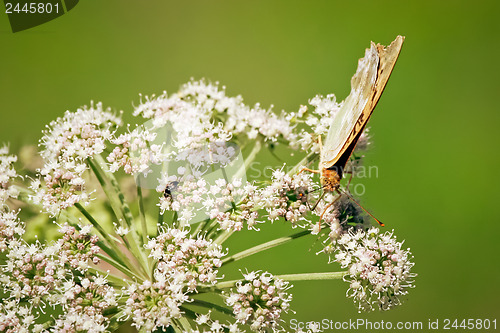 Image of Orange butterfly