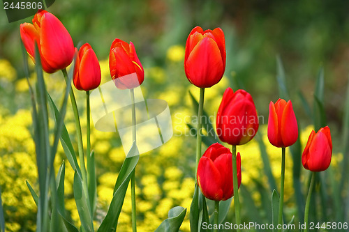 Image of Red tulips in a row 