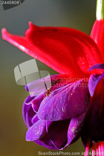 Image of 	Ant on the flower