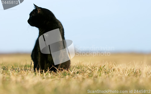 Image of Silhouette of black cat at sunset