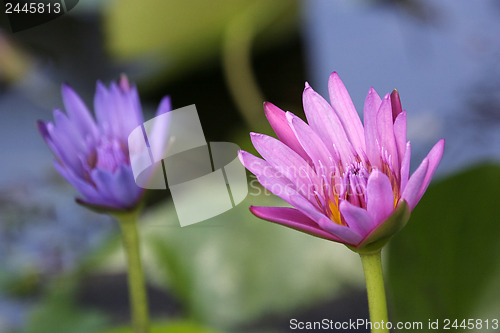 Image of Two Lotus blossom 