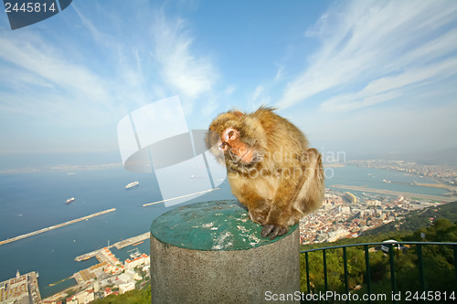 Image of 	Gibraltar Monkey