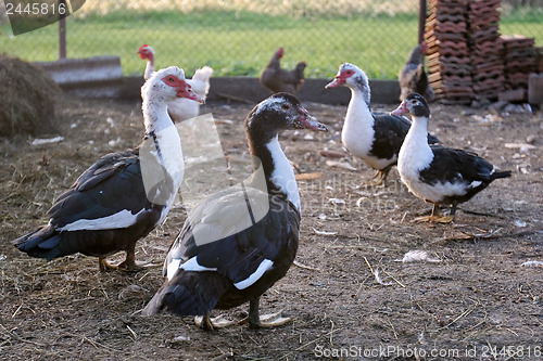 Image of Domestic duck 