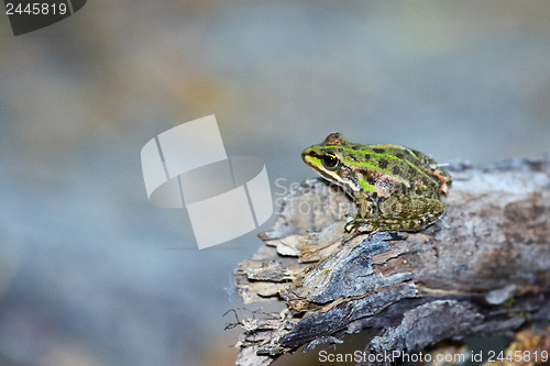 Image of 	A Green frog on a dry wood