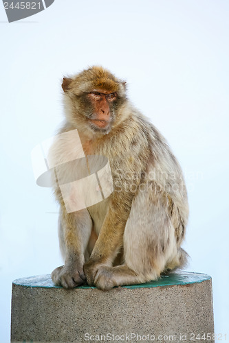 Image of 	Monkey on a concrete pole