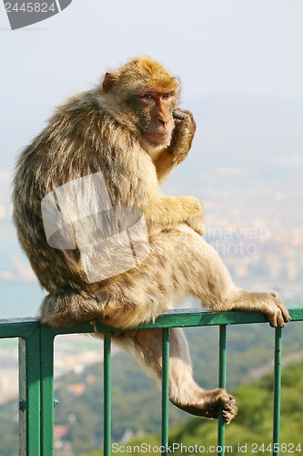 Image of 	Monkey on a fence