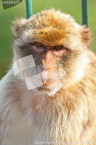 Image of 	Monkey Barbary macaques