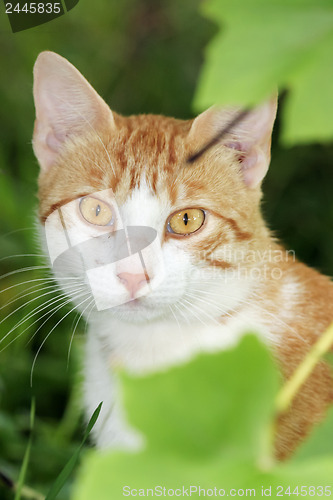 Image of 	Cat in the bush