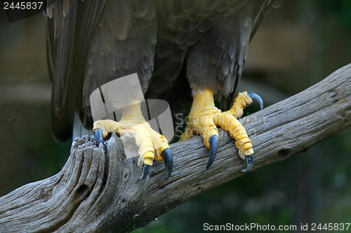 Image of Eagle feet 