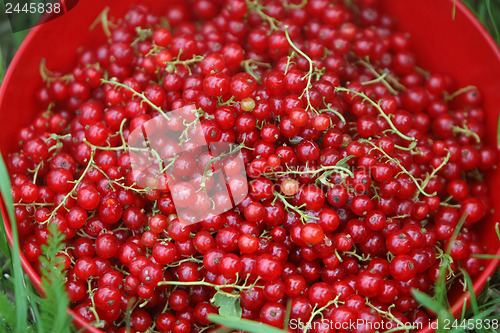 Image of 	Currants