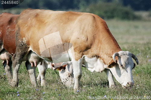 Image of Light brown cow 