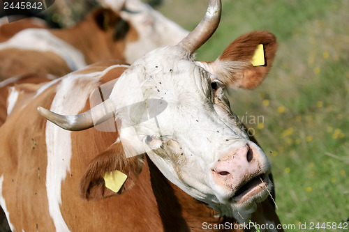 Image of Cow 