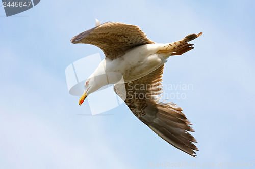 Image of Flying seagull 