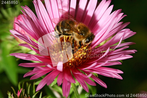 Image of Bee collect pollen from the pink aster flower