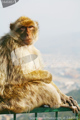 Image of 	Monkey siting on the fence