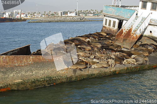 Image of 	Abandoned ship with sea lions#7