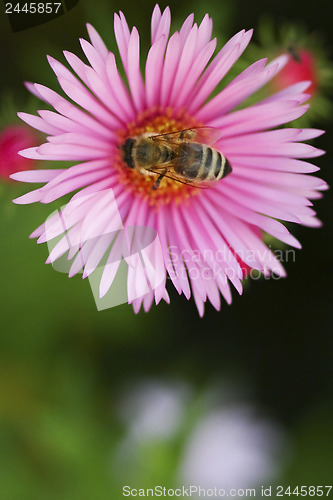 Image of Bee on a flower Astor 