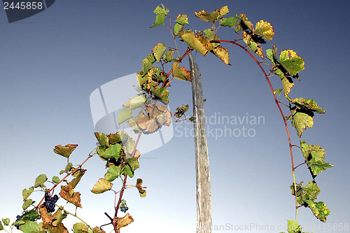 Image of Grape stalks with sky