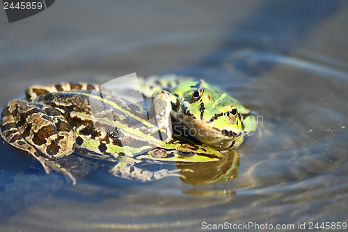 Image of Green frogs are playing