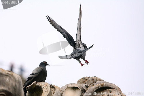 Image of Pigeon lands on the statue from the back