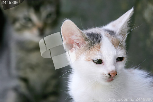 Image of 	White kitten