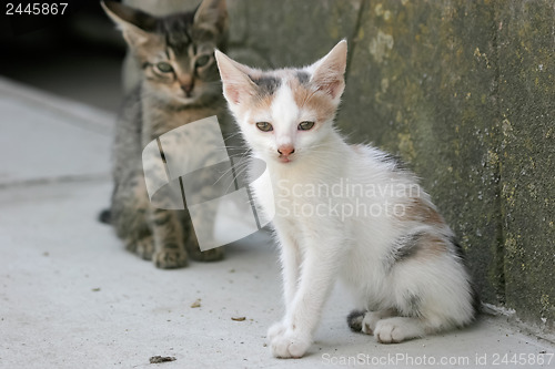 Image of 	Kitten